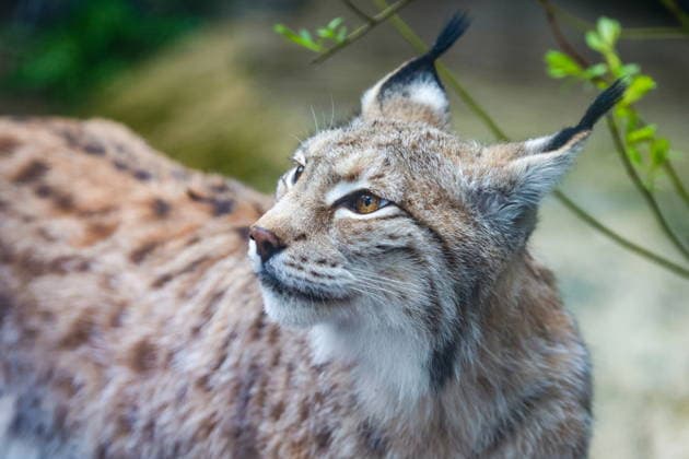 RUSSIA, MOSCOW - APRIL 27, 2026: A lynx is seen at the Moscow Zoo Moscow Russia  - ZUMAt113 20260427_zaa_t113_418 Copyright: xAlisaxMakarovax