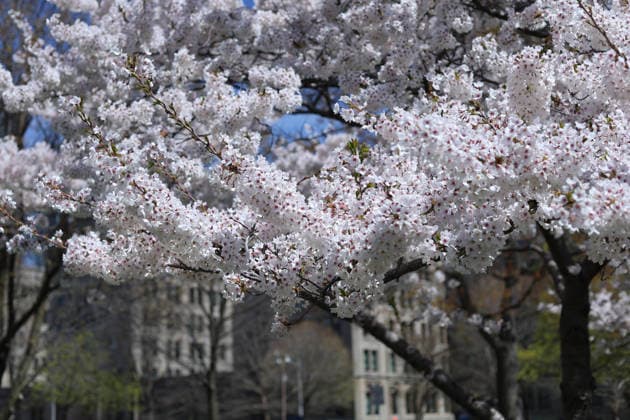 Sakura Trees In Full Bloom, Toronto Canada People take photos and videos of Sakura trees in full bloom at the Legislative Assembly of Ontario in Toronto, Canada, on April 27, 2026. Toronto Canada  Copyright: xArrushxChoprax originalFilename: chopra-notitle260427_npuxl.jpg