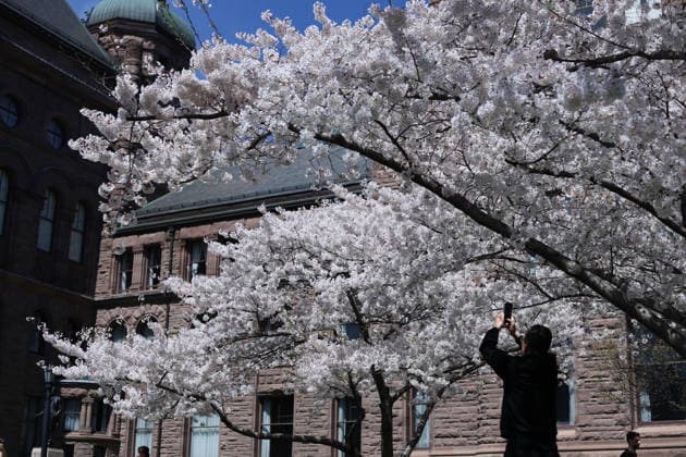 Sakura Trees In Full Bloom, Toronto Canada People take photos and videos of Sakura trees in full bloom at the Legislative Assembly of Ontario in Toronto, Canada, on April 27, 2026. Toronto Canada  Copyright: xArrushxChoprax originalFilename: chopra-notitle260427_npq0u.jpg