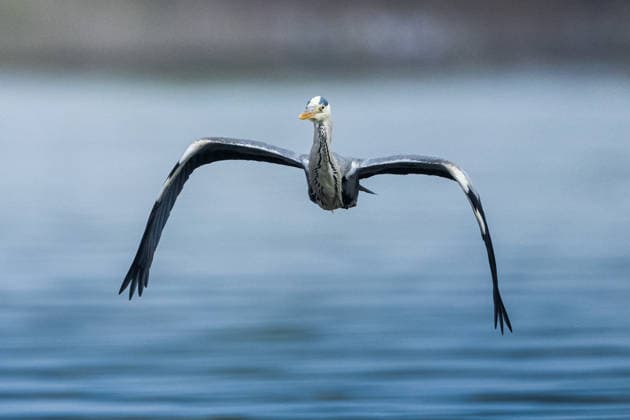Creative Highlights World Nature and life coexist in Golyazi village of Bursa BURSA, TURKIYE - APRIL 23: A Grey heron flies near the Golyazi village on the shores of Lake Uluabat, which has risen due to heavy rainfall during the winter months in Nilufer district of Bursa, Turkiye on April 23, 2026. As the water level rose, activity increased in the lake s natural habitat. With the rise in water levels and the resulting increase in fish diversity, the village became a resting and feeding area for many migratory bird species, especially pelicans on their migration route. Alper Tuydes Anadolu Bursa Turkey. Editorial use only. Please get in touch for any other usage.  Copyright: x2026xAnadoluxAlperxTuydesx