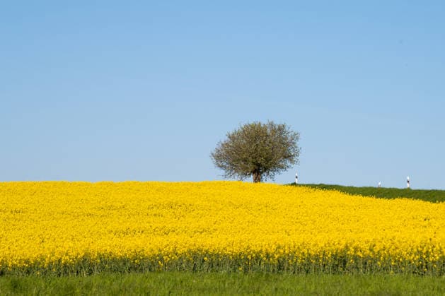 Rapsfeld, blühende Landschaft mit Baum, gelben Blumen, blauem Himmel, Landwirtschaft im Frühling, ländliche Gegend in Germany, kultiviertes Ackerland *** Rape field, Flowering Landscape with Tree, yellow Flowers, blue Heaven, Agriculture at Spring, Rural Area in Germany, cultivated Arable land 1133606837