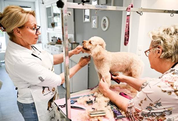 Hundefriseursalon in Oberhausen ** NUR FÜR REDAKTIONELLE ZWECKE ** EDITORIAL USE ONLY **<p> Iris Lattka , Betreiberin des Hundefriseursalons am Holtener Marktplatz in Oberhausen gibt am Mittwoch 29.04.2026 Tipps wie man das Hundehaar pflegt. Mit Im Bild: Pia Bautz (rechts) Deutschland Oberhausen Copyright: GerdxWallhorn *** Dog grooming salon in Oberhausen FOR EDITORIAL PURPOSES ONLY EDITORIAL USE ONLY p Iris Lattka , operator of the dog grooming salon on Holtener Marktplatz in Oberhausen gives tips on how to care for your dogs hair on Wednesday 29 04 2026 With In the picture Pia Bautz right Germany Oberhausen Copyright GerdxWallhorn Copyright: GerdxWallhorn doc85mnshqra346x9xqdr3 ,EDITORIAL USE ONLY