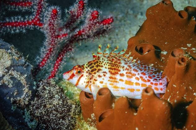 Ein Bild von einem Habichtfisch auf der Koralle A picture of an hawkfish on the coral Copyright: imageBROKER LucaxGialdini ibxlgg17106568.jpg