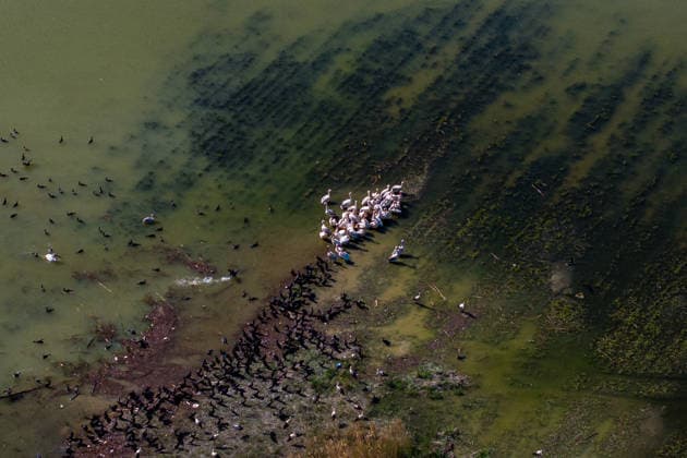 Creative Highlights World Wildlife in Ankara ANKARA, TURKIYE - APRIL 25: A high angle view shows a flock of pelicans gather and rest in shallow waters at Sariyar Dam in the Nallihan district of Ankara, Turkiye, on April 25, 2026. The area hosts numerous bird species during spring and summer, while many migrate to warmer regions in winter. Ismail Aslandag Anadolu Ankara Turkey. Editorial use only. Please get in touch for any other usage.  Copyright: x2026xAnadoluxIsmailxAslandagx