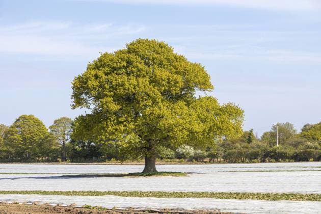 Eiche mit gelben Blättern steht im Frühling auf einem Feld aus Plastikglockenfolie, Alderton, Suffolk, England, Großbritannien Oak tree with yellow leafs in Spring standing in field of plastic cloche sheeting, Alderton, Suffolk, England, UK Copyright: imageBROKER IanxMurray iblimu17517599.jpg