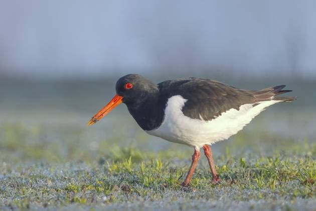 Creative Highlights World Austernfischer (Haematopus ostralegus), erwachsener Watvogel auf Gras bei Nahrungssuche, Wildlife, Naturfotografie, Ostsee, Ostseeinsel Fehmarn, Ostholstein, Schleswig-Holstein, Deutschland Oystercatcher (Haematopus ostralegus), adult wading bird foraging on grass, wildlife, nature photography, Baltic Sea, Baltic Sea island of Fehmarn, East Holstein, Schleswig-Holstein, Germany Copyright: imageBROKER FriedhelmxAdam ibxada17524369.jpg