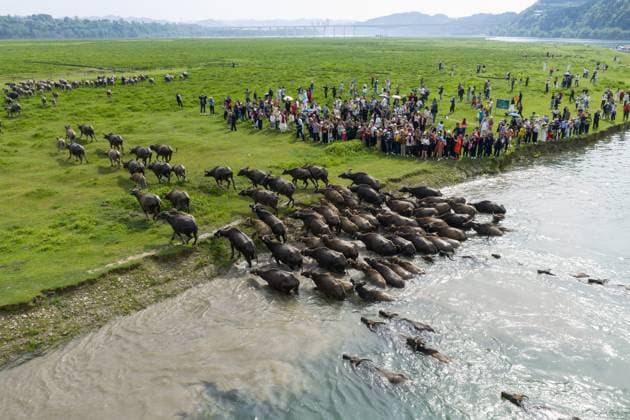 (260501) -- BEIJING, May 1, 2026 -- An aerial drone photo shows buffaloes arriving at an islet in search of food after crossing the Jialing River at a scenic spot in Peng an County, southwest China s Sichuan Province, April 30, 2026. ) XINHUA PHOTOS OF THE DAY JiangxHongjing 