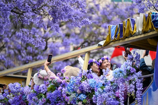 KUNMING, CHINA - APRIL 29: Tourists take a sightseeing bus to enjoy jacaranda blossoms on April 29, 2026 in Kunming, Yunnan Province of China.  Copyright: xChinaxNewsxServicex 111638127591