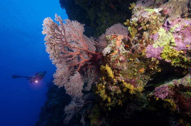 Australia Jan. 17, 2005 - Australia Great Barrier Reef Copyright: xRodgerxKleinx