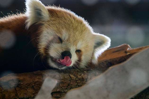 April 30, 2026, Seattle, Washington, USA: Carson the resident Red Panda (Ailurus fulgens) at the Woodland Park Zoo explores his new home in the Forest Trailhead exhibit. The 11 year old Red Panda now has two stories of vertical space to climb. The Forest Trailhead is a state of the art exhibit and opens May 1st. It features a treetop canopy path, a habitat gallery and conservation action called Ã¢â‚¬oeforests for allÃ¢â‚¬Â. A decade in the making this exhibit highlights conservation of 20 species that call forests home. Seattle USA - ZUMAsr6_ 20260430_znp_sr6_015 Copyright: xShanexSrogix