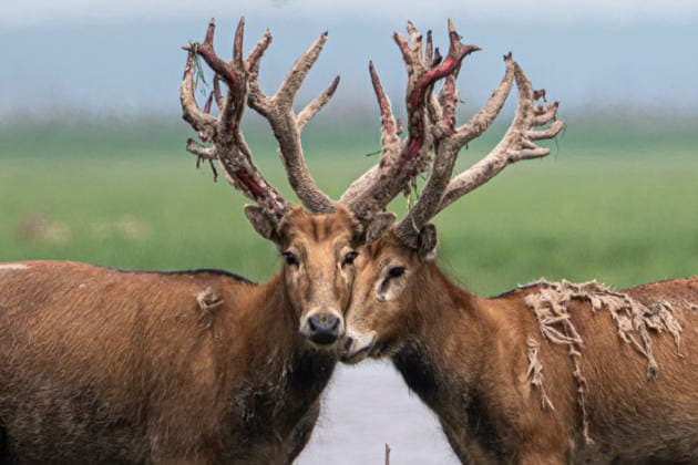 Creative Highlights World (260501) -- SHISHOU, May 1, 2026 -- This photo taken on April 24, 2026 shows milu deer at Shishou Milu Deer National Nature Reserve in central China s Hubei Province. Yang Tao, a wildlife conservation specialist at Shishou Milu Deer National Nature Reserve, has spent 15 years in protecting milu deer along the Yangtze River. Through years of daily patrols and field monitoring, Yang has systematically recorded changes in the deer population. His work has helped build a detailed database on the animals habits and the conditions needed to protect the species. Yang has also led a biodiversity survey and carried out research related to milu deer conservation. In recent years, he has promoted the development of a smart conservation managem 