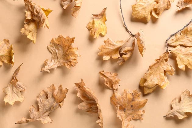 Verschiedene goldene Eichenblätter auf beigem Hintergrund. Herbstmotiv. Draufsicht. Fallen various golden oak leaves on beige background. Autumn pattern. View from above. (License=RF) Copyright: xZoonar.com SvetlanaxLazhkox 24987610