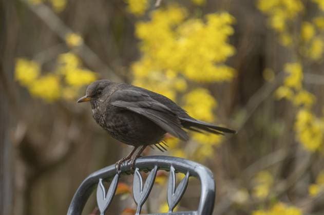 Weibliche Amsel (Turdus merula) sitzt auf einem Gartenstuhl, Bayern, Deutschland Female blackbird (Turdus merula) sitting on a garden chair, Bavaria, Germany Copyright: imageBROKER HelmutxMeyerxzurxCap ibxmzc17470674.jpg