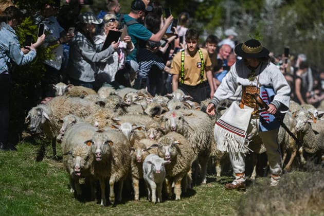 Polish Higlanders celebrate spring Redyk JAWORKI, POLAND - MAY 02: Polish higllanders and sheeps walk up a mountain path as they celebrate the beginning of the grazing season in Jaworki, Poland on May 2, 2026. At the end of April or start of May, Polish highlanders celebrate the spring Redyk, marking the start of the grazing season, end they go up the mountains with the sheeps. Omar Marques Anadolu Jaworki Poland. Editorial use only. Please get in touch for any other usage.  Copyright: x2026xAnadoluxOmarxMarquesx