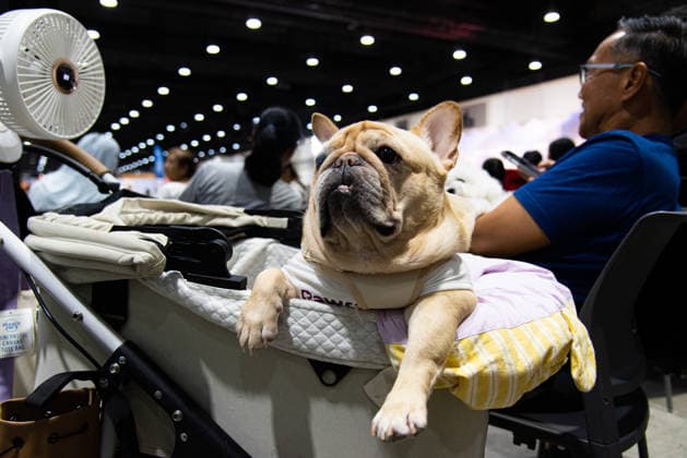 Pet Expo Thailand 2026 in Bangkok - 02 May 2026 A French Bulldog seen in a stroller during the Pet Expo Thailand 2026 at Queen Sirikit National Convention Center. Bangkok Thailand Copyright: xPeeraponxBoonyakiatx xSOPAxImagesx Pet_Expo_2026-12
