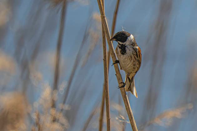 Creative Highlights World Eine Rohrammer (Emberiza schoeniclus) an einem Schilfhalm am Mühlensee in Vehlefanz (Landkreis Oberhavel). *** A reed bunting Emberiza schoeniclus on a reed stalk at the Mühlensee in Vehlefanz, Oberhavel district