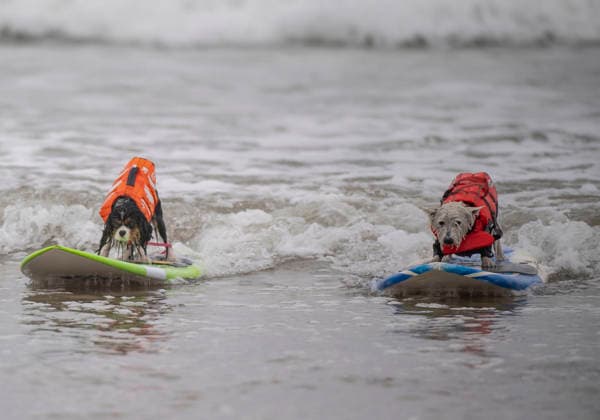 May 2, 2026, Pismo Beach, California, USA: Six pro dog surfing teams compete alongside local canines at the World Dog Surfing Championships Exhibition Tour. Pismo Beach USA - ZUMAh13_ 20260502_zaf_h13_009 Copyright: xPJxHellerx