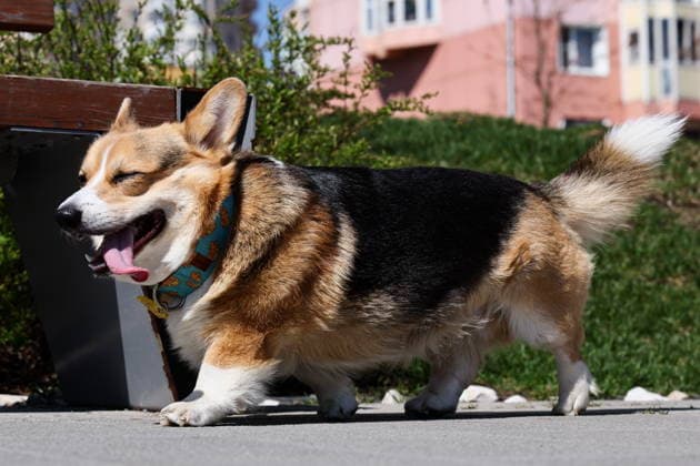 Entertainment Bilder des Tages RUSSIA, MOSCOW - MAY 3, 2026: A corgi is seen in the Strogino suburb in north-west Moscow. Sergei Bulkin TASS  91982302