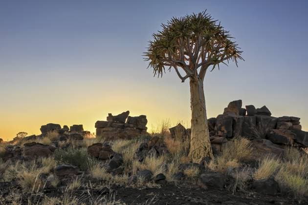 Einzelner Baum vor einem Felsen bei Sonnenaufgang in der Wüste, Der Köcherbaumwald bei Keetmanshoop in Namibia (Aloe dichotoma) Single tree in front of a rock at sunrise in the desert, The quiver tree forest near Keetmanshoop in Namibia (Aloe dichotoma) Copyright: imageBROKER RolandxBrack ibxrbr17423121.jpg