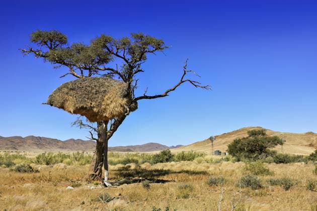 Ein einzelner Baum in einer trockenen Wüstenlandschaft unter klarem blauem Himmel, Ein Nest von Siedelweber Vögeln in einem Baum bei Solitär in Namibia (Philetairus socius) A single tree in an arid desert landscape under a clear blue sky, A nest of Siedelweber birds in a tree at Solitaire in Namibia (Philetairus socius) Copyright: imageBROKER RolandxBrack ibxrbr17423204.jpg
