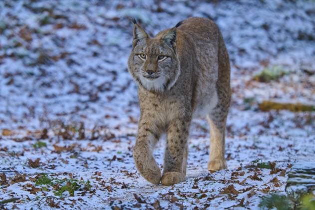 Ein Luchs durchstreift eine verschneite Waldumgebung, Winter, Luchs (Lynx lynx), Hessen, Deutschland A lynx roaming a snowy forest environment, winter, lynx (Lynx lynx), Hesse, Germany Copyright: imageBROKER RaimundxLinke ibxrde16699471.jpg