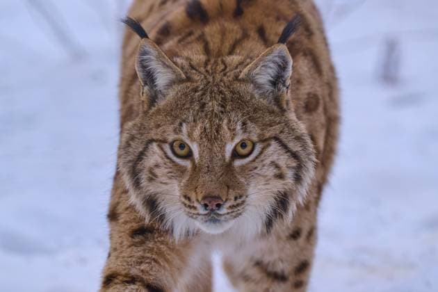 Ein Luchs streift durch verschneite Landschaft und fixiert die Kamera mit intensivem Blick, Winter, Luchs (Lynx lynx), Deutschland A lynx roams through a snowy landscape and fixes the camera with an intense gaze, Winter, Lynx (Lynx lynx), Germany Copyright: imageBROKER RaimundxLinke ibxrde17031518.jpg