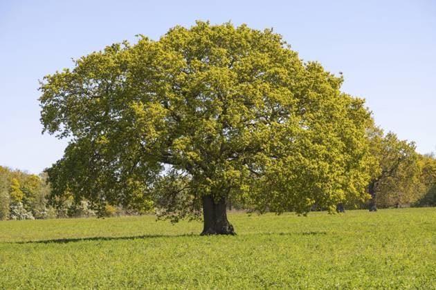Einzelne ausgewachsene Eiche, Quercus robur, steht alleine auf einem Feld, Iken, Suffolk, England, Großbritannien Single mature oak tree, Quercus robur, standing alone in field, Iken, Suffolk, England, UK Copyright: imageBROKER IanxMurray iblimu17551812.jpg