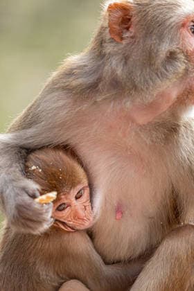 Mother Monkey Cuddling Her Baby at Pashupatinath Temple Kathmandu, Bagmati Province, Nepal CR_MHKX260501A-2010750-01
