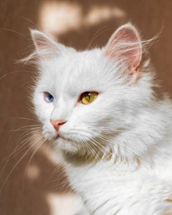 White cat with heterochromia eyes close up portrait Odesa, Odesa Oblast, Ukraine R_MLYP260410CA-1994698-01