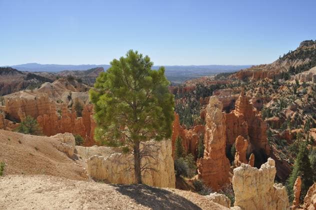 Einzelner Baum steht vor eindrucksvoller Felskulisse in einer Canyonlandschaft, Bryce Canyon National Park, Utah, USA Single tree standing in front of an impressive rocky backdrop in a canyon landscape, Bryce Canyon National Park, Utah, USA Copyright: imageBROKER RolfxvonxRiedmatten ibxrvo16643650.jpg