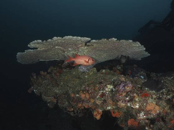 Ein einzelner Fisch sucht Schutz unter einer großen Tischkoralle (Acropora natalensis) im Meer. Tauchplatz Nationalpark Sodwana Bay, Maputaland Marine Reserve, iSimangaliso Wetland Park, KwaZulu Natal, Südafrika A single fish seeks shelter under a large table coral (Acropora natalensis) in the sea. Dive site Sodwana Bay National Park, Maputaland Marine Reserve, iSimangaliso Wetland Park, KwaZulu Natal, South Africa Copyright: imageBROKER RolfxvonxRiedmatten ibxrvo16877836.jpg