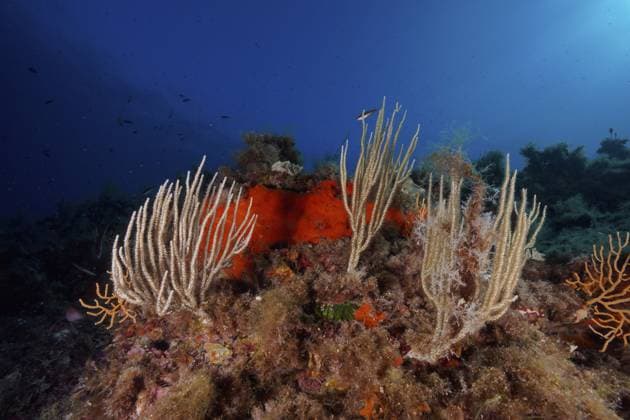 Ein Korallenriff voller verschiedener Fächerkorallen, Weiße Gorgonie (Eunicella singularis), unter klarem Wasser, Tauchplatz Halbinsel Giens, Mittelmeer, Porquerolles, Provence, Côte d Azur, Frankreich A coral reef full of different fan corals, white gorgonian (Eunicella singularis), under clear water, dive site Giens Peninsula, Mediterranean Sea, Porquerolles, Provence, Côte d Azur, France Copyright: imageBROKER RolfxvonxRiedmatten ibxrvo17106882.jpg
