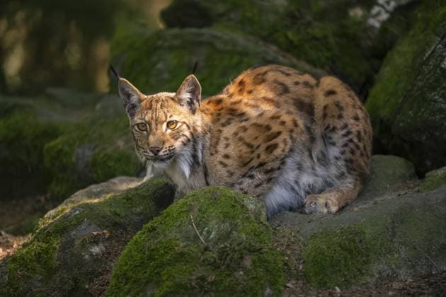 Eurasischer Luchs (Lynx lynx) auf einem Felsen im Wald liegend, Bayern, Deutschland Eurasian lynx (Lynx lynx) lying on a rock in a forest, Bavaria, Germany Copyright: imageBROKER Davidx&xMichaxSheldo ibxshe16686141.jpg
