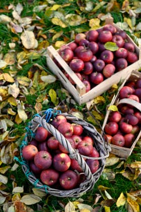 Red apples in baskets and crate on leaves during autumn harvest, Hamburg Hamburg Deutschland Altes Land GISF01321