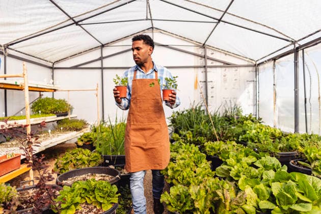 Farmer walking in greenhouse holding organic plant model released, Symbolfoto, JCCMF14868
