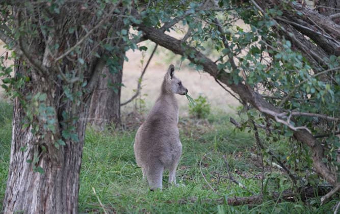 (260505) -- CANBERRA, May 5, 2026 -- A kangaroo eats grass in Canberra, Australia, May 5, 2026. TO GO WITH Kangaroos took unusual evolutionary path to grazing: Australian study (Photo by Xinhua) AUSTRALIA-CANBERRA-KANGAROOS ZhangxNa 