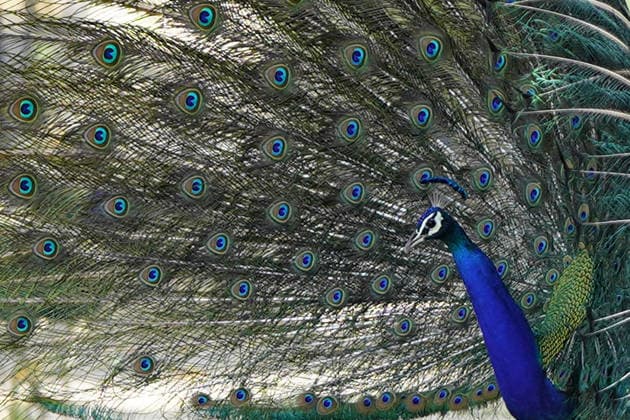 Peacock in A Garden - Ajmer A peacock seen inside the garden in Ajmer, India on May 5, 2026. Photo by ABACAPRESS.COM Ajmer India  Copyright: xABACAx