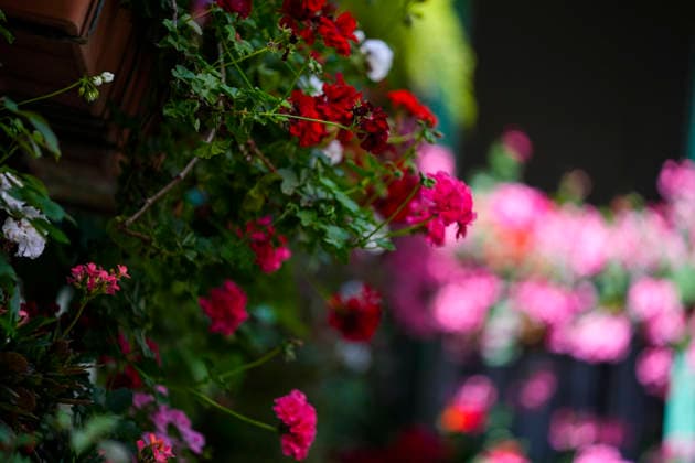 Cordoba May celebrates its Patios Festival Image of one of the spaces competing in the Cordoba Patios Festival On May 5, 2026 in Cordoba Andalusia, Spain The Cordoba Patios Festival is celebrated from this past Monday to Sunday May 17 with 53 spaces participating in the contest two of them newly incorporated and two returning after a time of absence, to which are added eleven institutional, spread over a total of five routes 05 MAY 2026 Joaquí Cordoba Andalucia Cordoba Andalucia Espana  Copyright: xJoaquinxCorcherox 7500937