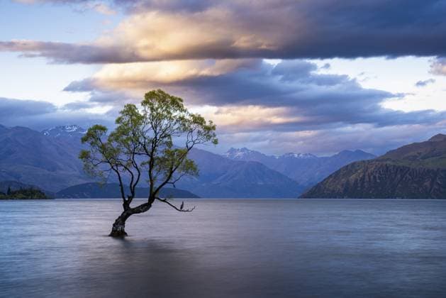 Wanaka Tree abends bei Sonnenuntergang, Lake Wanaka, Otago, Südinsel, Neuseeland Wanaka Tree evening at sunset, Lake Wanaka, Otago, South Island, New Zealand Copyright: imageBROKER SusannexFritzsche ibxsuf17299281.jpg