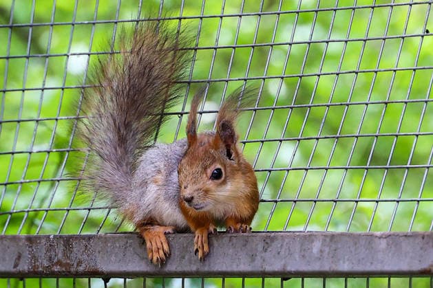 RUSSIA, VOLGOGRAD - MAY 5, 2026: A squirrel is pictured in an arboretum in Volgograd s Krasnoarmeysky District. Dmitry Rogulin TASS  92080345