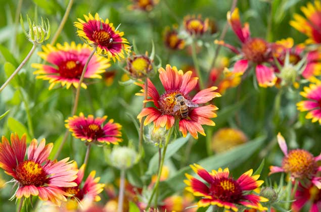 May 5, 2026, Fort Worth, Texas, United States: May 5, 2026. A honey bee gathers pollen from a field of Indian Blanket (latin name Gaillardia pulchella) on a sunny spring day near Fort Worth, Texas. Bees use the pollen to make honey and pollinate the plants in the process. Fort Worth United States - ZUMAl92_ 20260505_zaf_l92_009 Copyright: xRalphxLauerx