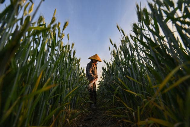 Farmer Field QINGZHOU, CHINA - MAY 6, 2026 - A farmer is weeding in a wheat field in Qingzhou City, Shandong Province, China on May 6, 2026. Qingzhou Shandong China  Copyright: xCFOTOx i1778063142221