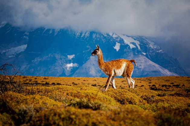 Creative Highlights World Guanaco standing on Patagonian steppe with mountains, Chile Torres de Paine, Magallanes y la Antártica Chilena, Chile CR_EVVA260505-2010943-01