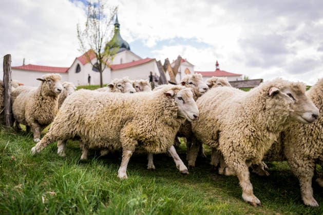 A herd of about 20 rams was released to graze under Zelena hora (Green Mountain) on 6 May 2026 in Zdar nad Sazavou, Czech Republic. (CTKxPhoto JaroslavxSvoboda) CTKPhotoP2026050606715  CTKPhotoP2026050606715