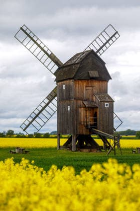 Bockwindmuehle Trebbus DEU Deutschland Brandenburg Trebbus, 06.05.2026, Raps blueht an der Bockwindmuehle Trebbus bei Doberlug-Kirchhain im Landkreis Elbe-Elster. *** Bockwindmuehle Trebbus DEU Germany Brandenburg Trebbus, 06 05 2026, Rape blossoms at the Bockwindmuehle Trebbus near Doberlug Kirchhain in the district of Elbe Elster AF_Trebbus_56059