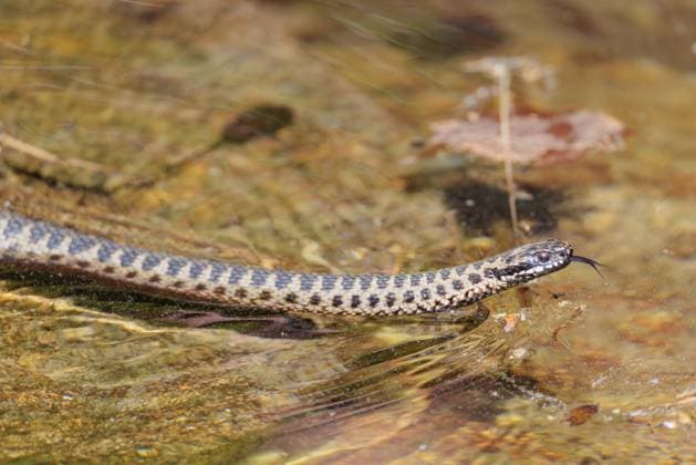 Eine mit Pollen bedeckte Kreuzotter (Vipera berus) schwimmt an einem sonnigen Tag im mit Pollen bedeckten Wasser eines kleinen Teichs. Zunge herausgestreckt. Bayern, Deutschland A common European adder (Vipera berus) covered in pollen swims in the pollen-covered water of a small pond on a sunny day. Tongue out. Bavaria, Germany Copyright: imageBROKER photoholic ibxprn17584725.jpg