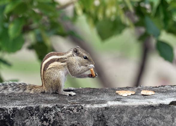 A squirrel nibbles on a piece of biscuit on a stone wall in Siliguri Siliguri, May 07 (ANI): A squirrel sits on top of the wall, holding a small biscuit in its mouth, in Siliguri, West Bengal, on Thursday. Siliguri West Bengal India Copyright: xANIx ANI_20260507046