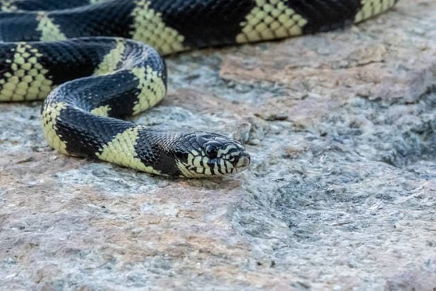 Eine kalifornische Königsnatter in Tucson, Arizona A nonvenomous colubrid snake species in the preserve park (License=RF) Copyright: xZoonar.com CHERI_ALGUIREx 23451641