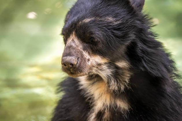 Ein großer Andenbär in Tucson, Arizona A short face spectacled bear roaming around Reid Park Zoo (License=RF) Copyright: xZoonar.com CHERI_ALGUIREx 24057263