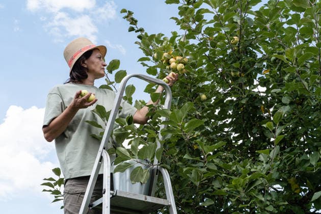 Eine Frau steht auf einer Leiter in einem Obstgarten und pflückt unter blauem Himmel reife grüne Äpfel von einem Obstbaum. Natürlicher, biologischer Gartenbau. Grüner Lebensstil Eine Frau steht auf einer Leiter in einem Obstgarten und pflückt unter blauem Himmel reife grüne Äpfel von einem Obstbaum. Natürlicher, biologischer Gartenbau. Grüner Lebensstil (License=RF) ,model released, Symbolfoto Copyright: xZoonar.com NataliaxXimichx 24999274 ,model released, Symbolfoto ,property released